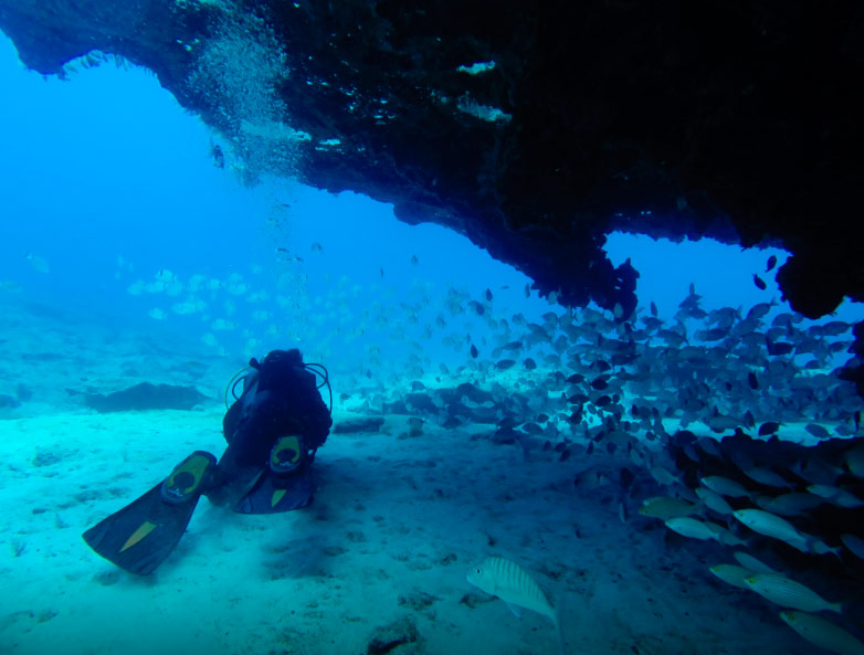 Biodiversidad canaria