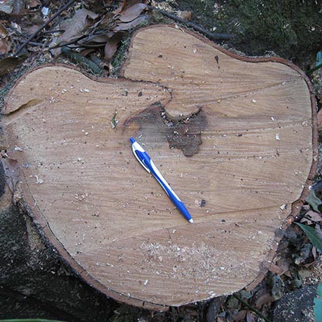 EQUO-La Palma denuncia un nuevo 'desatino ambiental' protagonizado por la Consejería de Infraestructuras del Cabildo