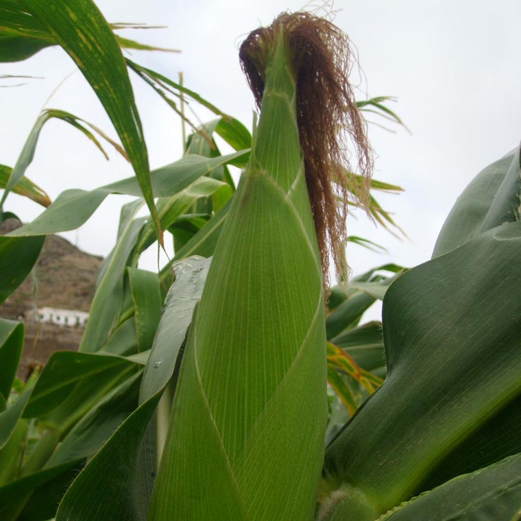 Los nuevos impuestos del Gobierno regional son un duro golpe a la ya difícil situación del sector primario