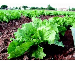 Debemos apostar por la agricultura ecológica en el Día mundial de la alimentación